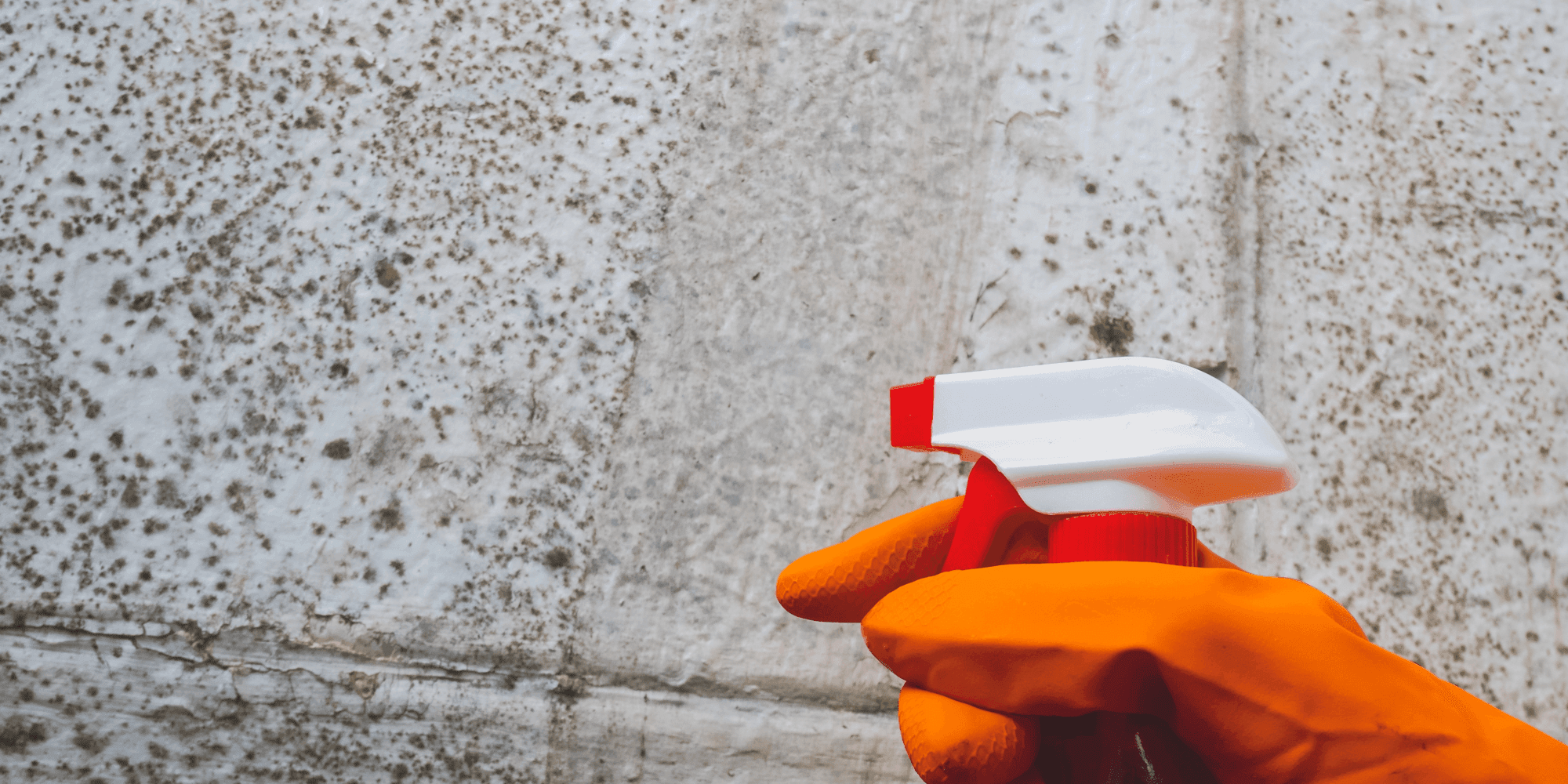 Mould in Sydney Home & Business Premises: Causes, Risks & Removal Tips